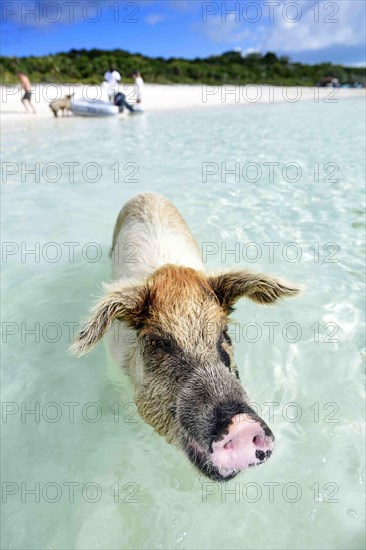 Swimming Pig