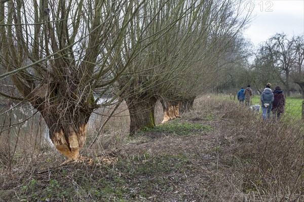 Thick tree trunk of pollard willow showing teeth marks and wood chips from gnawing by Eurasian beaver