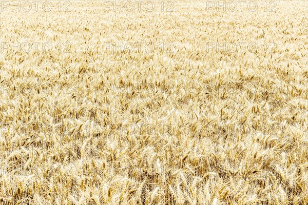 Triticale in a field