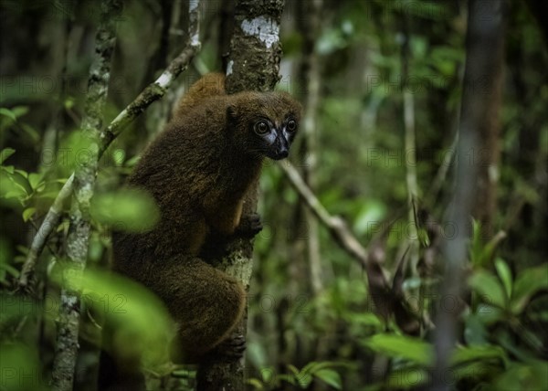 A red-bellied lemur