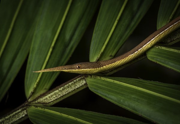 A madagascar leaf-nosed snake