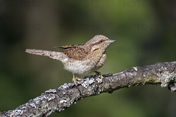 Eurasian wryneck