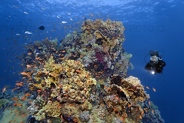 Diver looking at coral block on coral reef