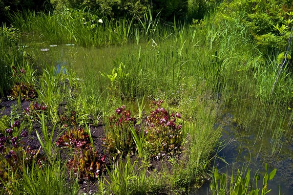 Silted garden pond in a bog