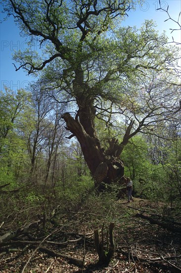 Lower Saxony Hude Primeval Forest Hasbruch Friederikeneiche