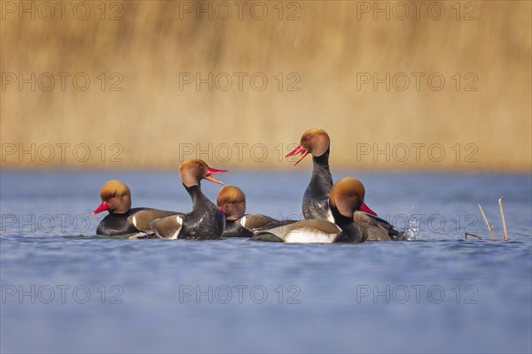 Red-crested Pochard