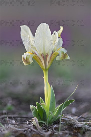 Yellow pygmy iris