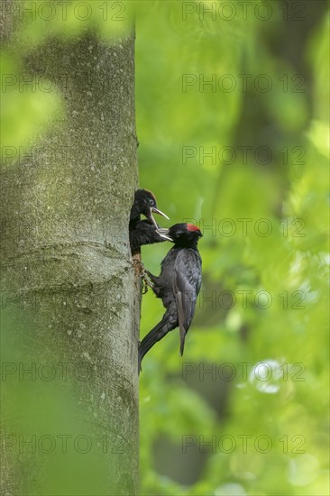 Black woodpecker