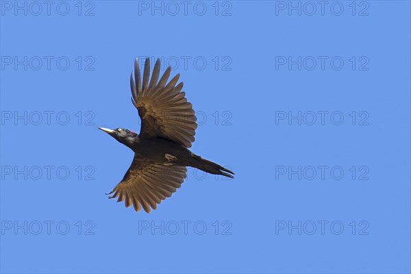 Black woodpecker