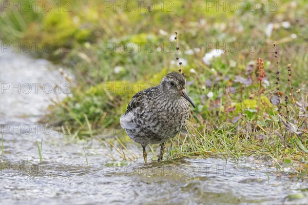 Purple sandpiper