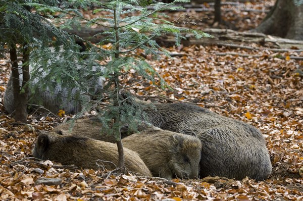 Group of wild boars