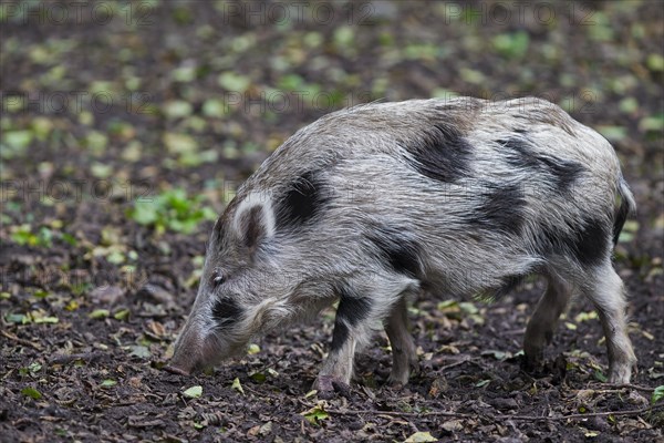 Spotted wild boar