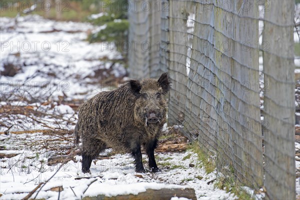 Solitary wild boar