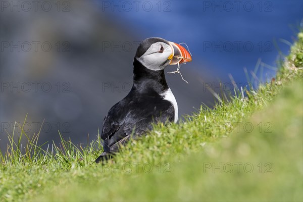 Atlantic puffin