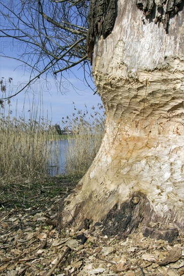 Thick tree trunk showing teeth marks from gnawing by Eurasian beaver