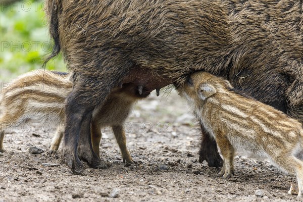 Wildpark im Grafenberger Wald