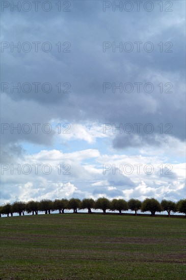 Row of willow trees