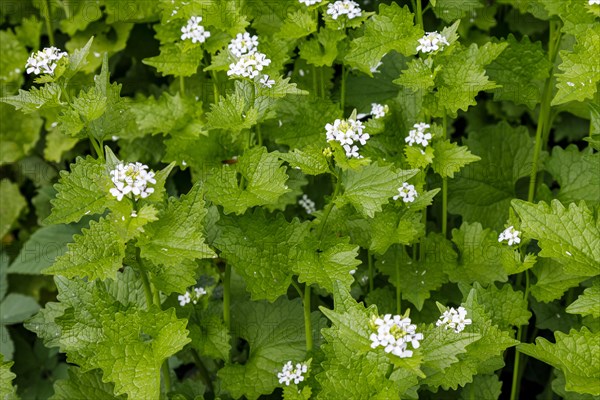 Garlic mustard