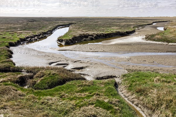 Salt marshes between the sandbanks and dunes