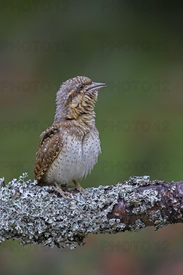 Eurasian wryneck