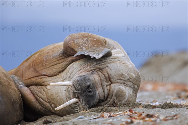 Male walrus