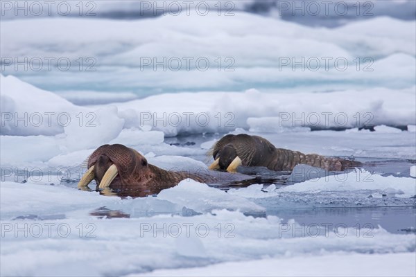 Two male walruses