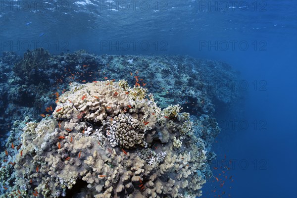 Reef edge on coral reef wall with various stony corals