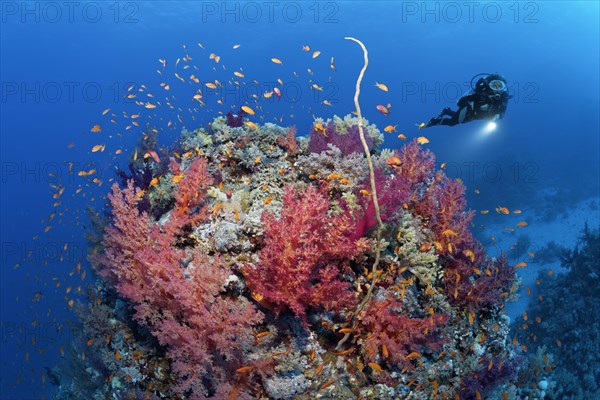 Diver looking at coral block on coral reef