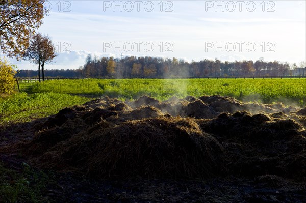 Steamy horse manure pile