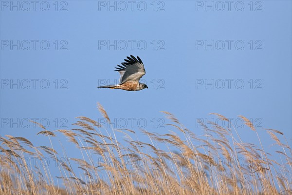 Marsh harrier