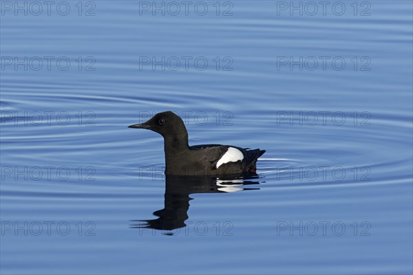 Black guillemot