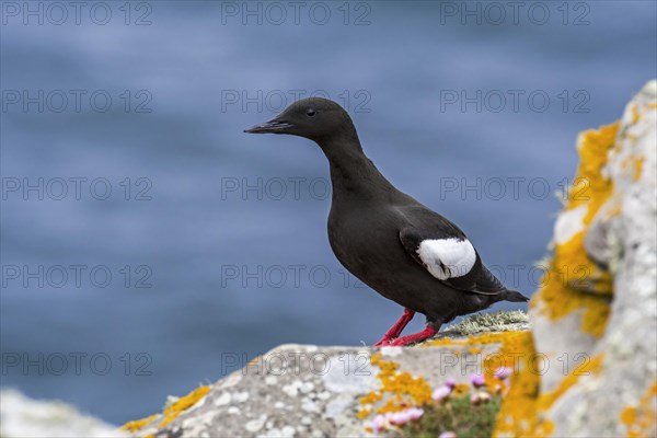 Black guillemot