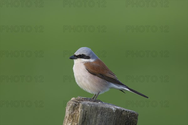 Red-backed shrike