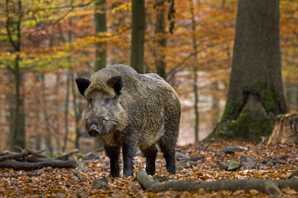 Wild boar