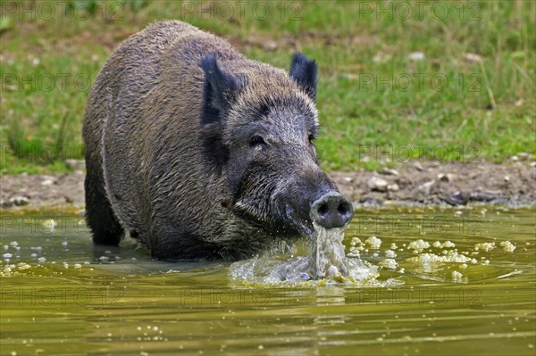 Wild boar