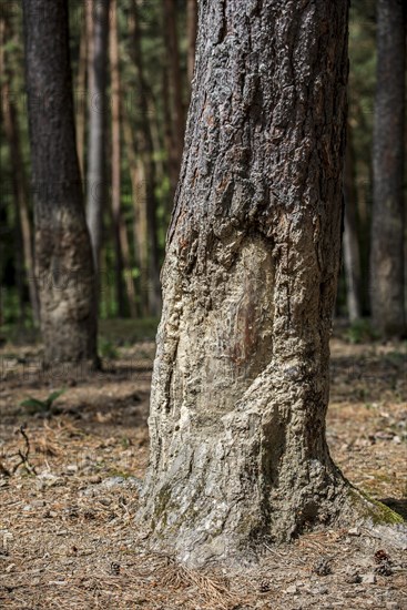 Tree bark