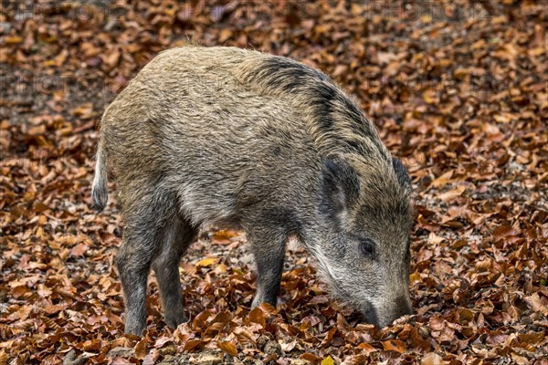 Wild boar