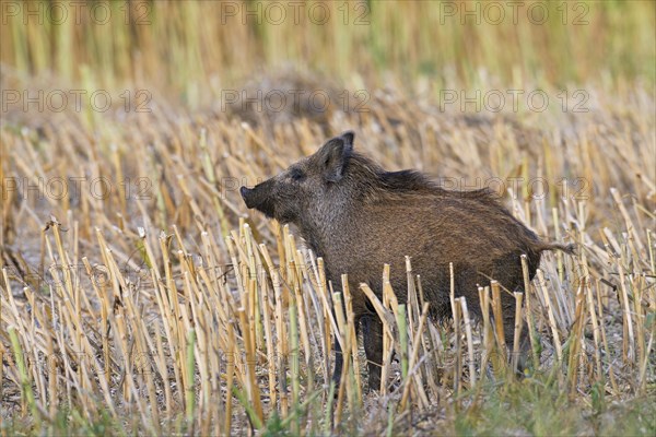 Wild boar