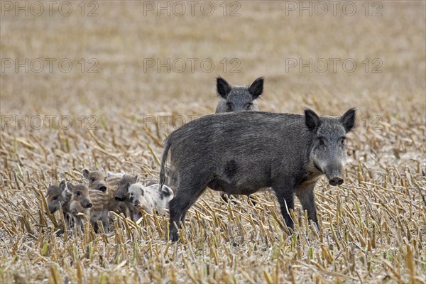 Wild boars