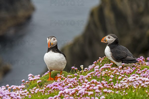 Two Atlantic puffins