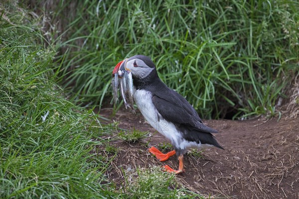 Atlantic puffin