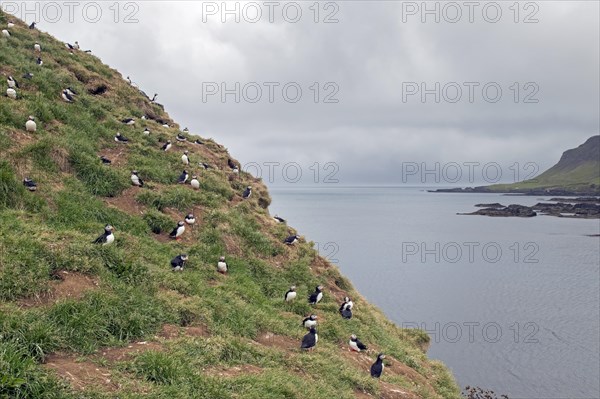 Atlantic puffins