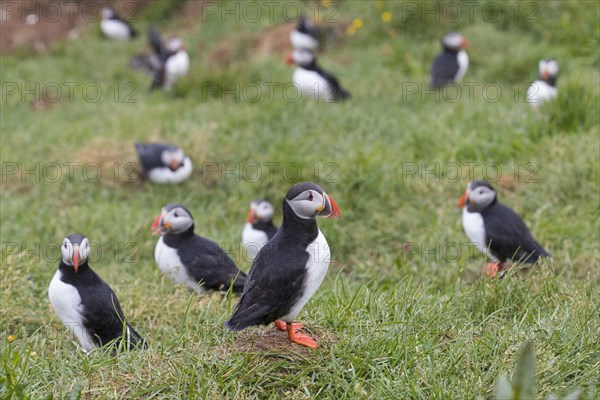 Atlantic puffins