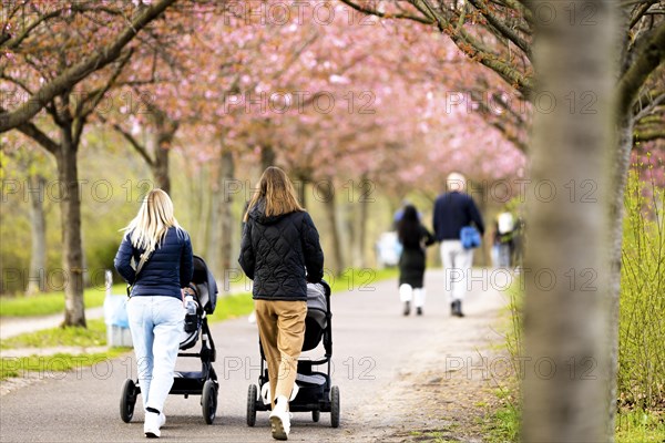 Two woman walking with their prams through an avenue of cherry trees in Berlin