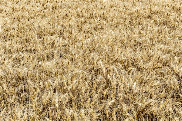 Triticale in a field