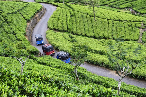 Tuktuk tour of Dambatenne Tea Garden