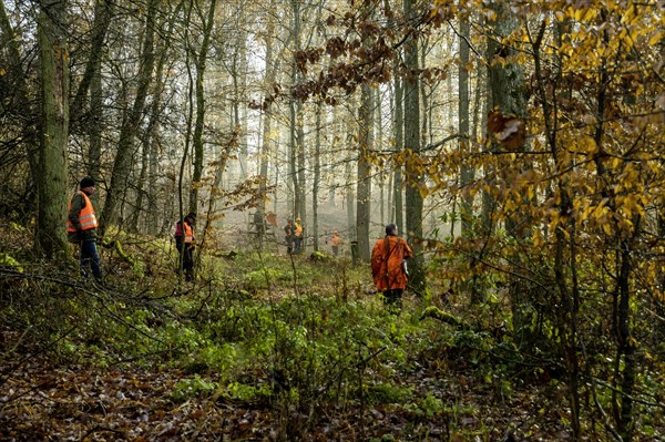 Driven hunt by hunters and beaters in Schoenbuch nature park Park