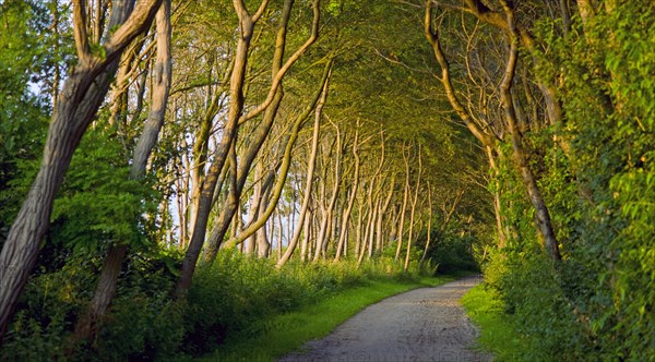 Hiking trail on the island of Poel