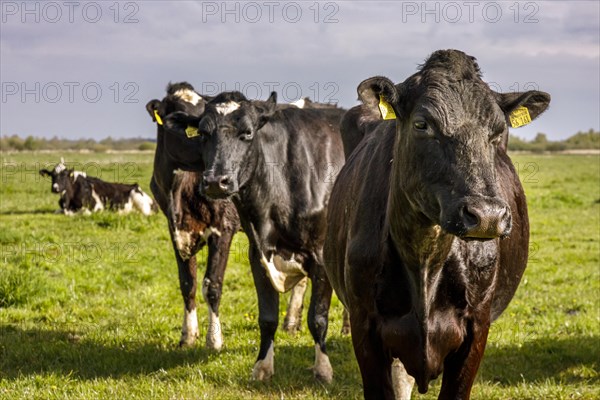 Herd of dairy cows in the meadow