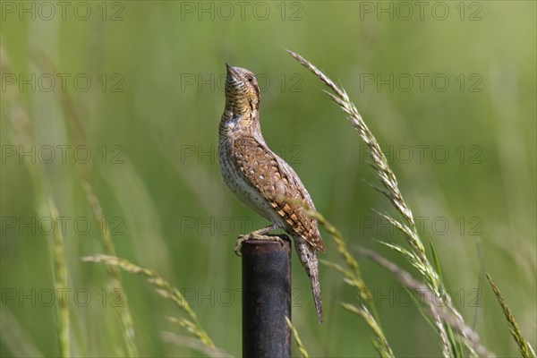 Eurasian wryneck